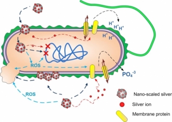 Bacteria Essay Title